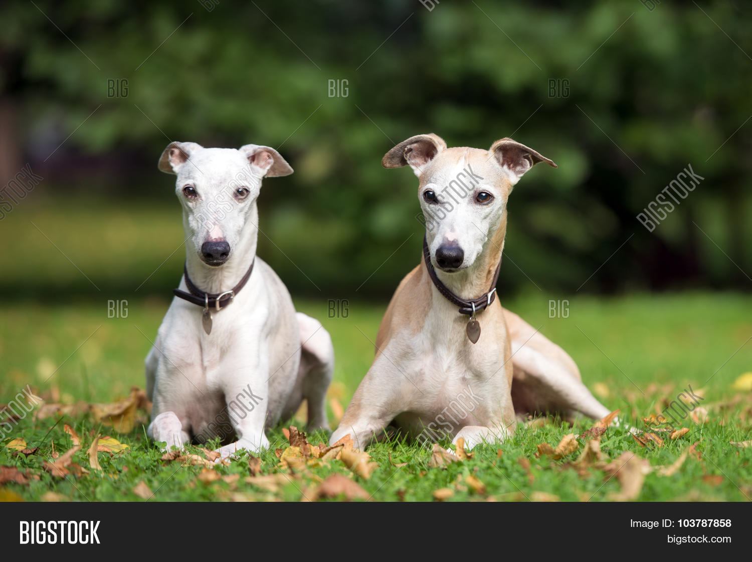 two old whippet dogs posing together outdoors