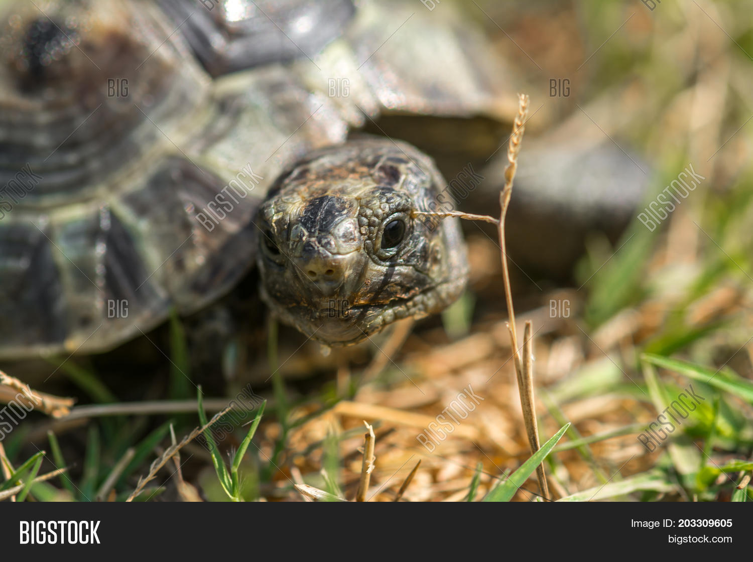 mediterranean land turtle on the grass, close up