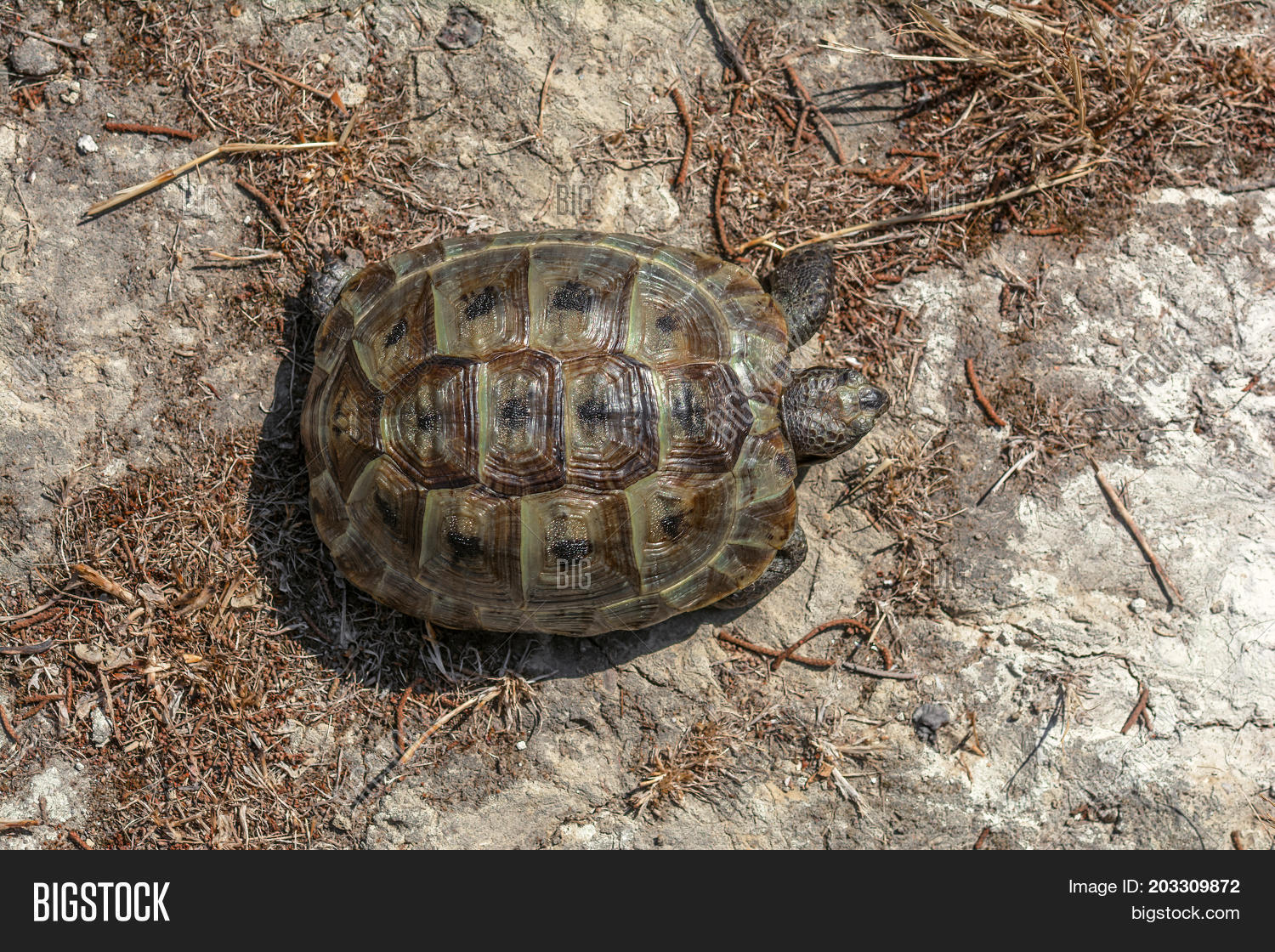 mediterranean land turtle on the grass, close up