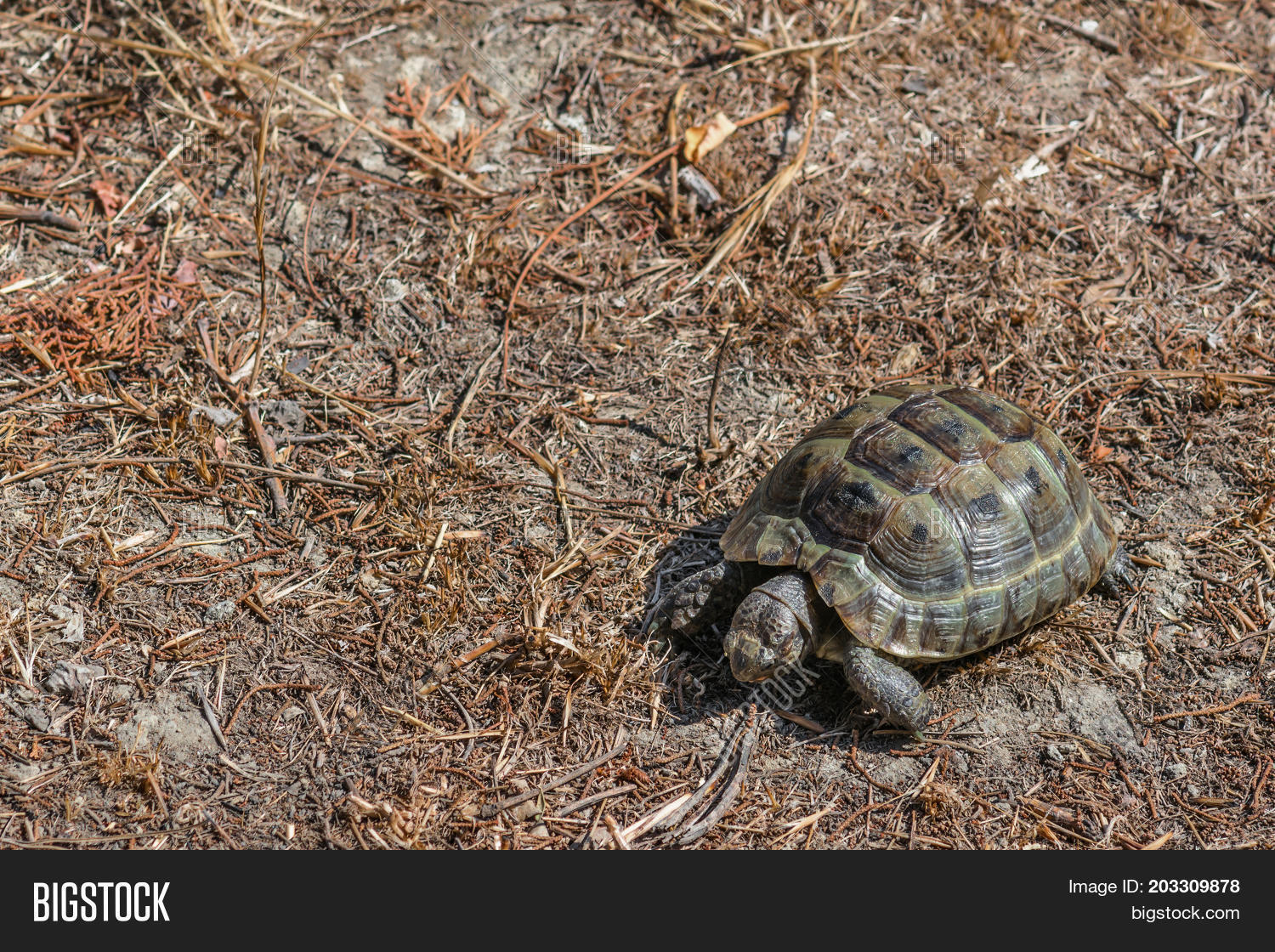 mediterranean land turtle on the grass, close up