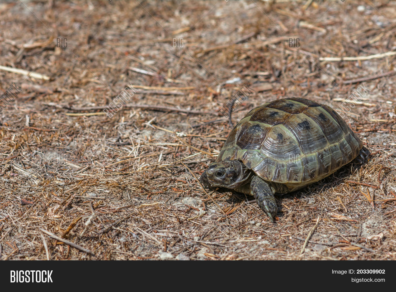mediterranean land turtle on the grass, close up