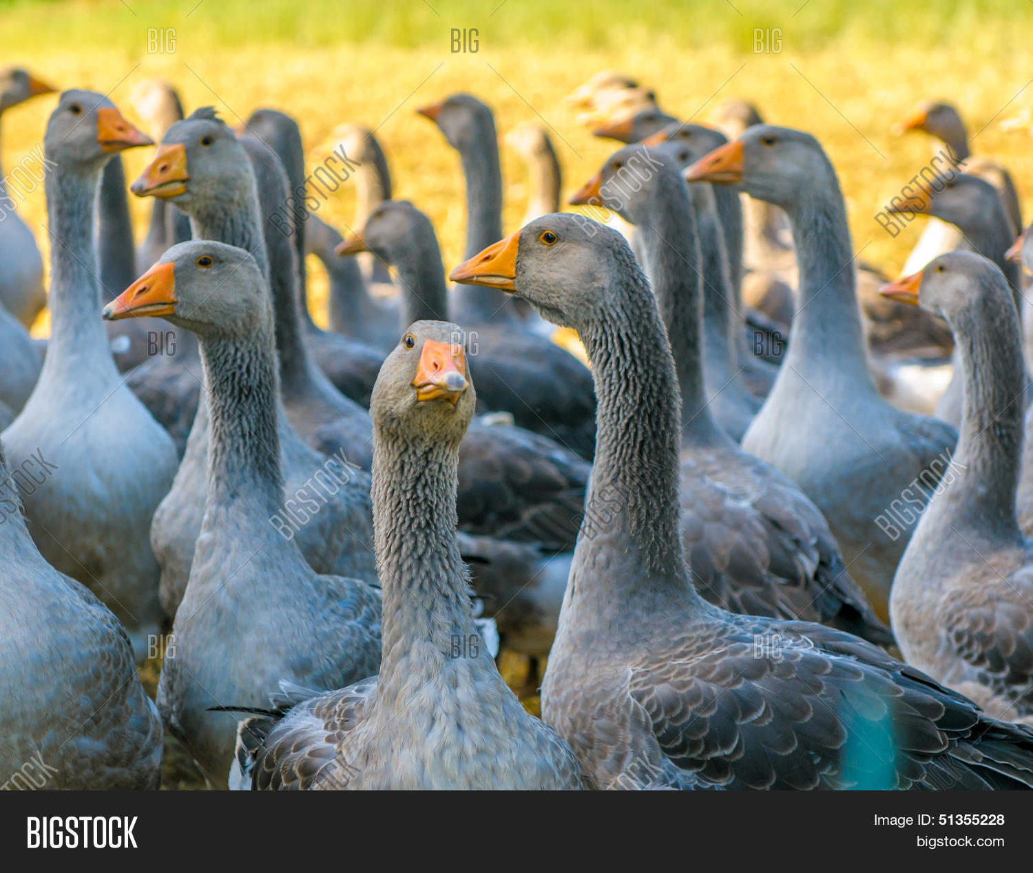 highly detailed image of perigord geese in the farm
