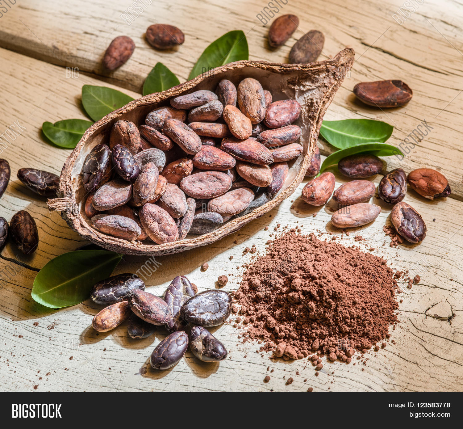 cocoa powder and cocoa beans on the wooden table.