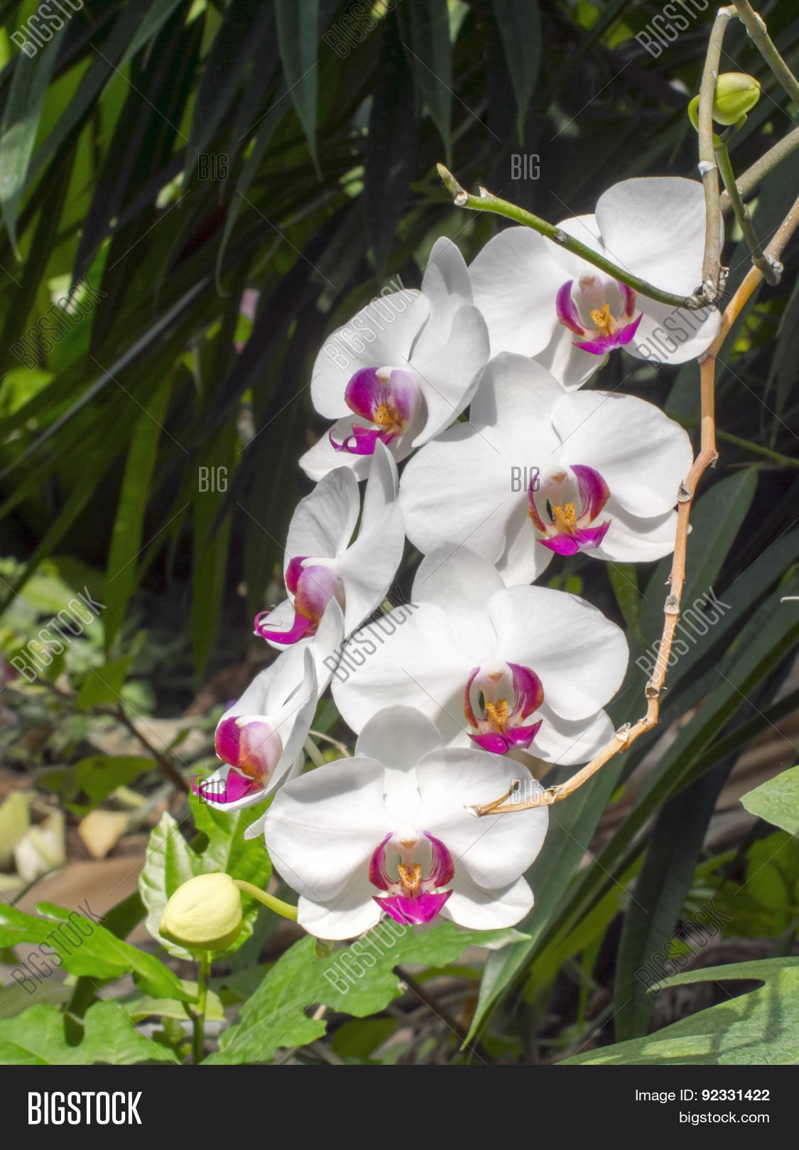 chaplet of white moth orchid flowers (phalaenopsis sp.