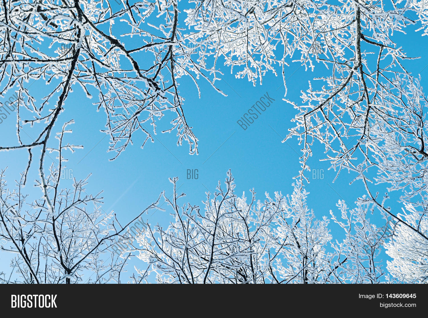 winter background - frosty branches of the winter trees against