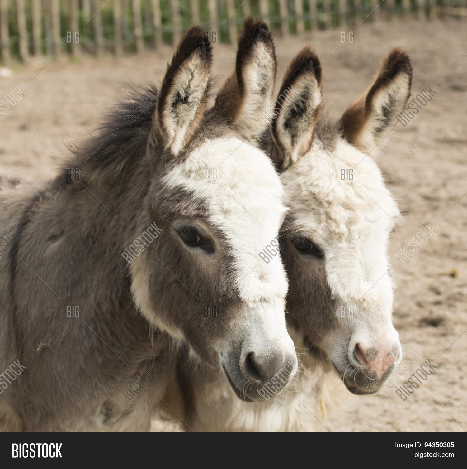 headshot of two donkeys heads close together
