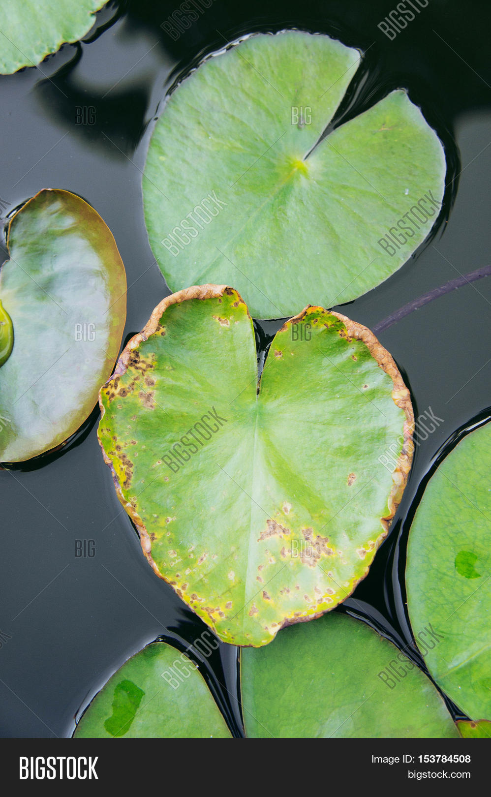 the heart lotus leaf lotus leaf-shaped heart