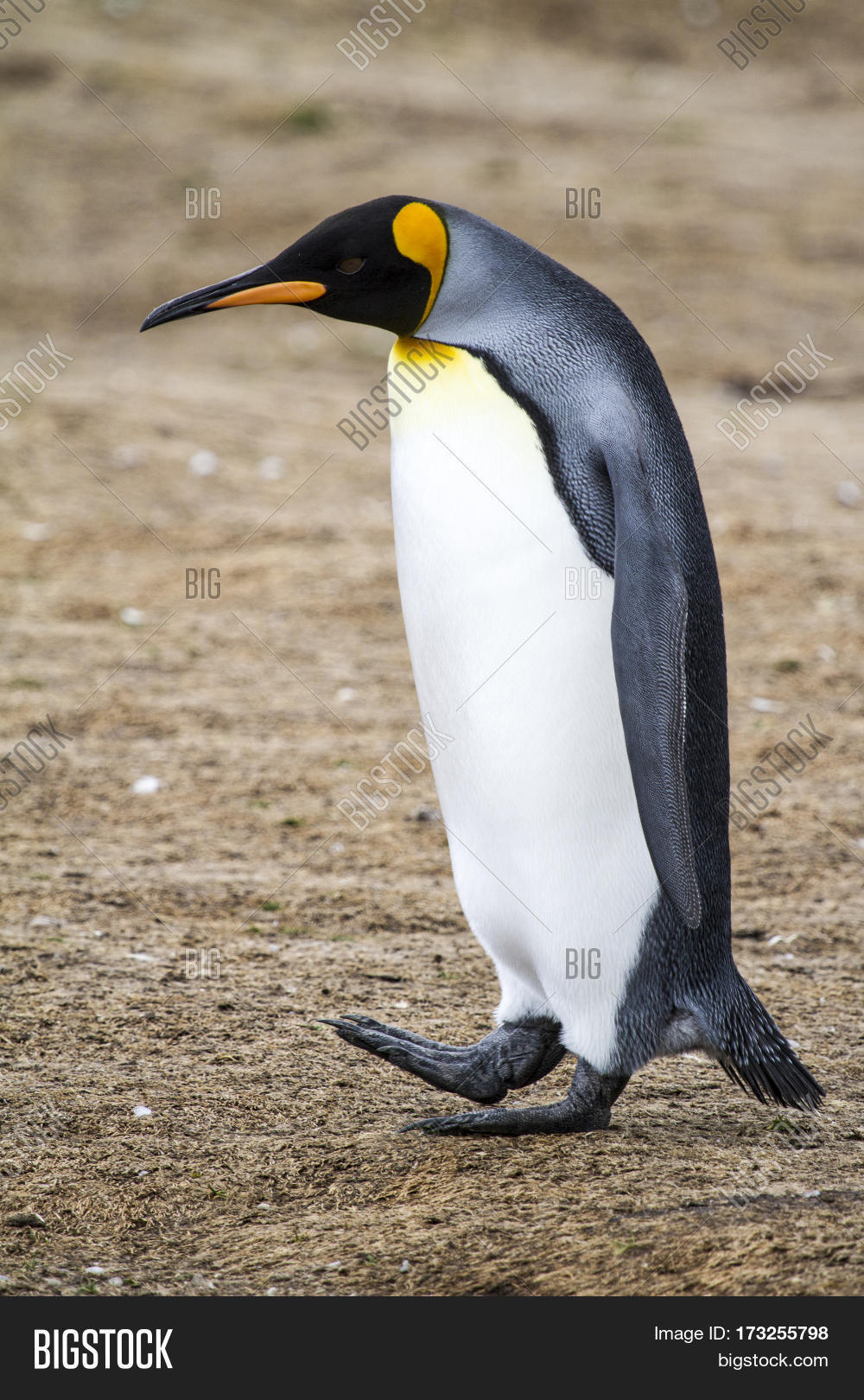 king penguin - aptenodytes patagonicus - colony of king penguins