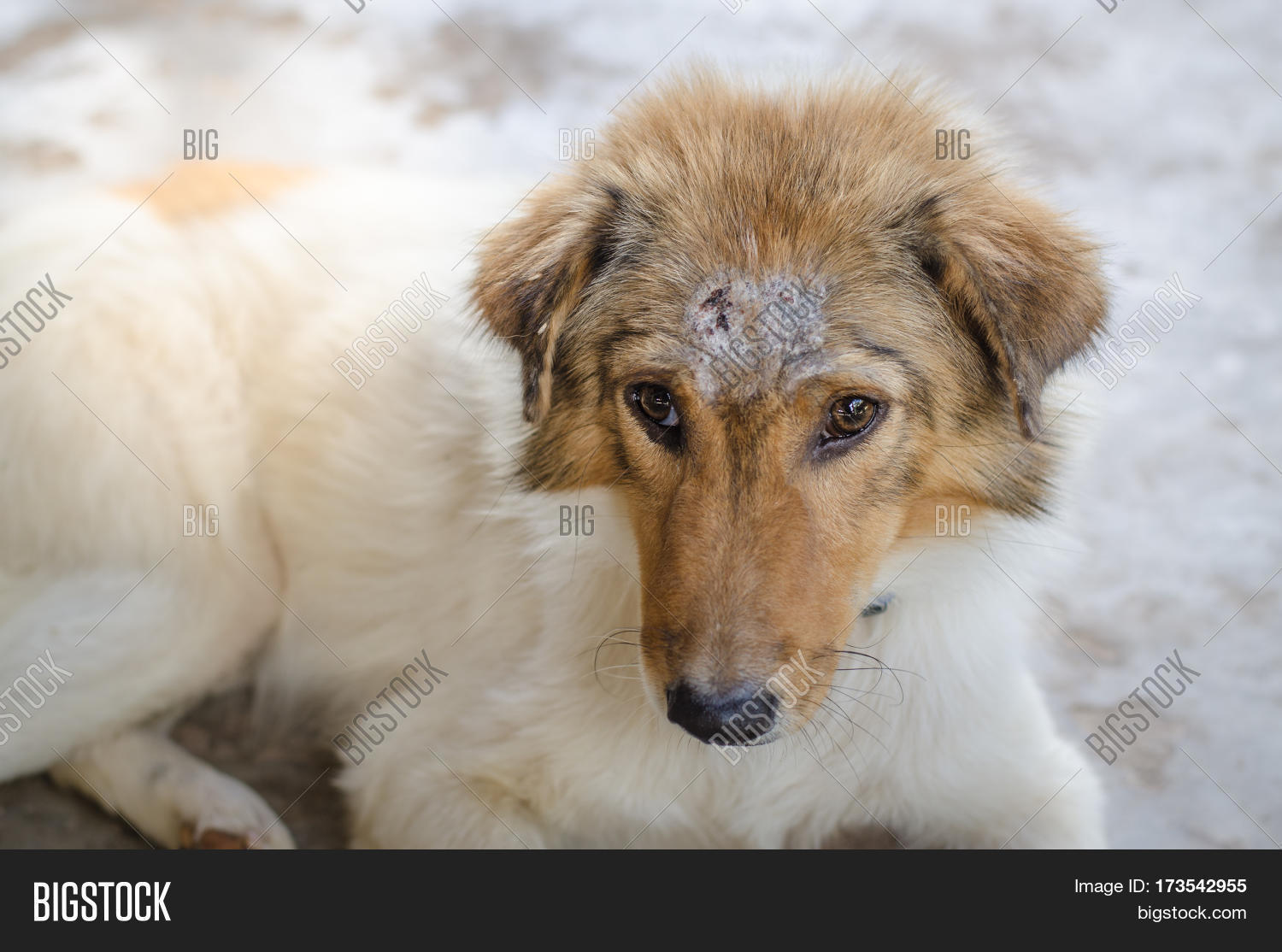 white dog with head wounds on the poor.