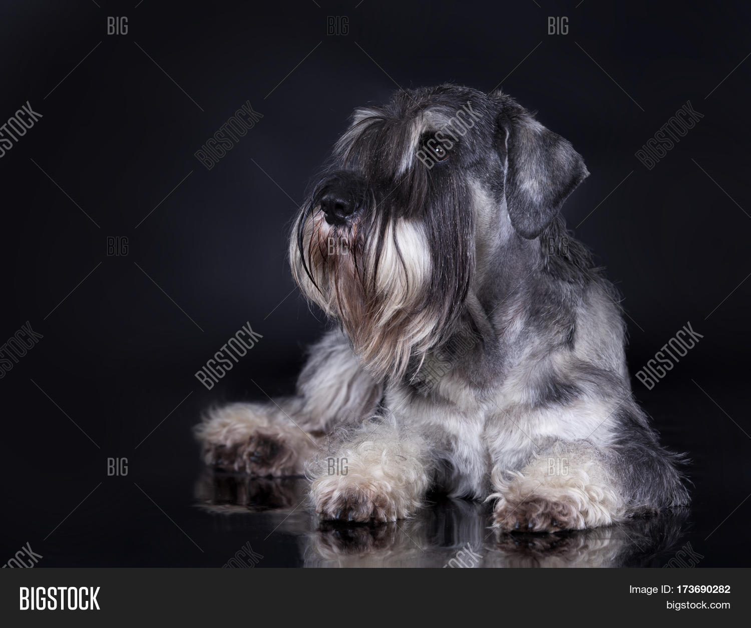 schnauzer, salt and pepper schnauzer dog posing