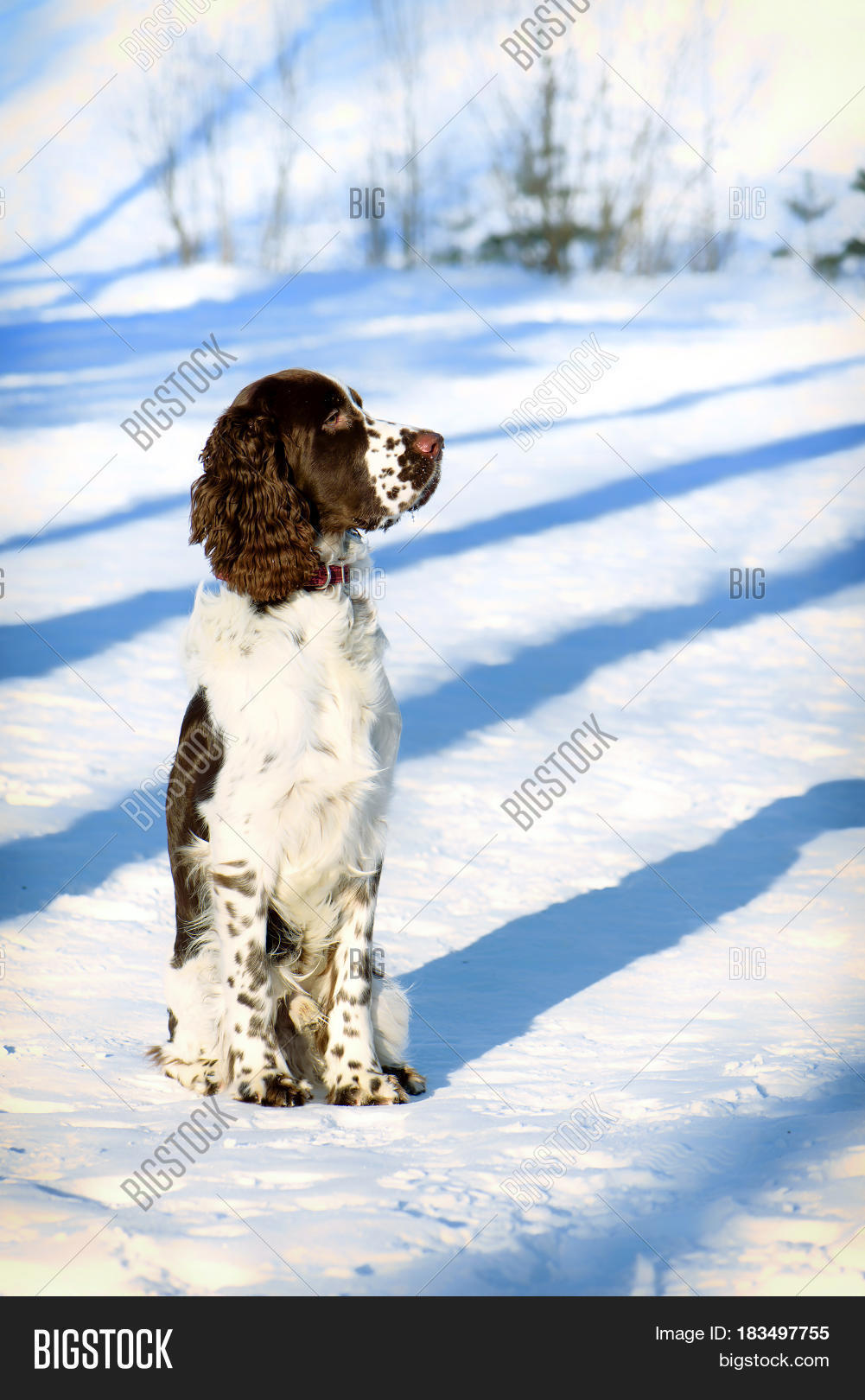 young springer spaniel in winter forest.