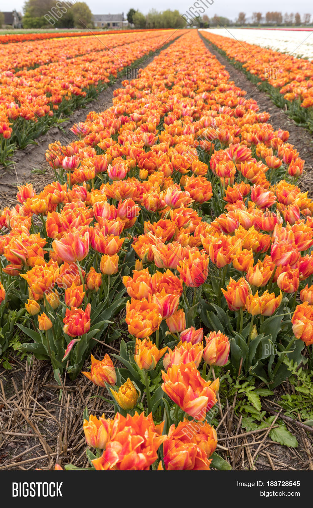 tulip fields in the bollenstreek south holland netherlands