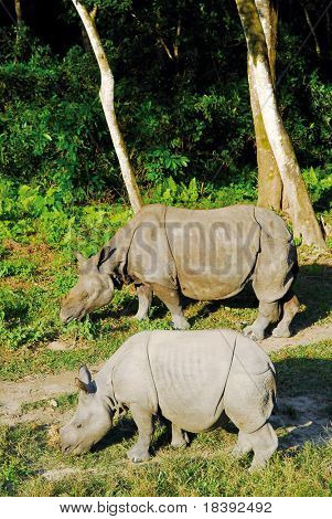 公开该 lightbox 保存取消   保存 2 black rhinos in chitwan n.p.