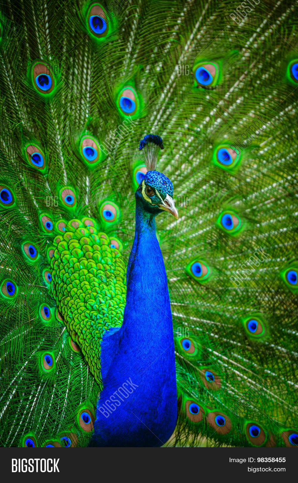 portrait of beautiful peacock