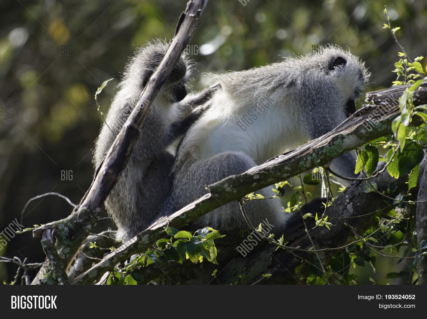 vervet monkeys resting in a tree, south africa
