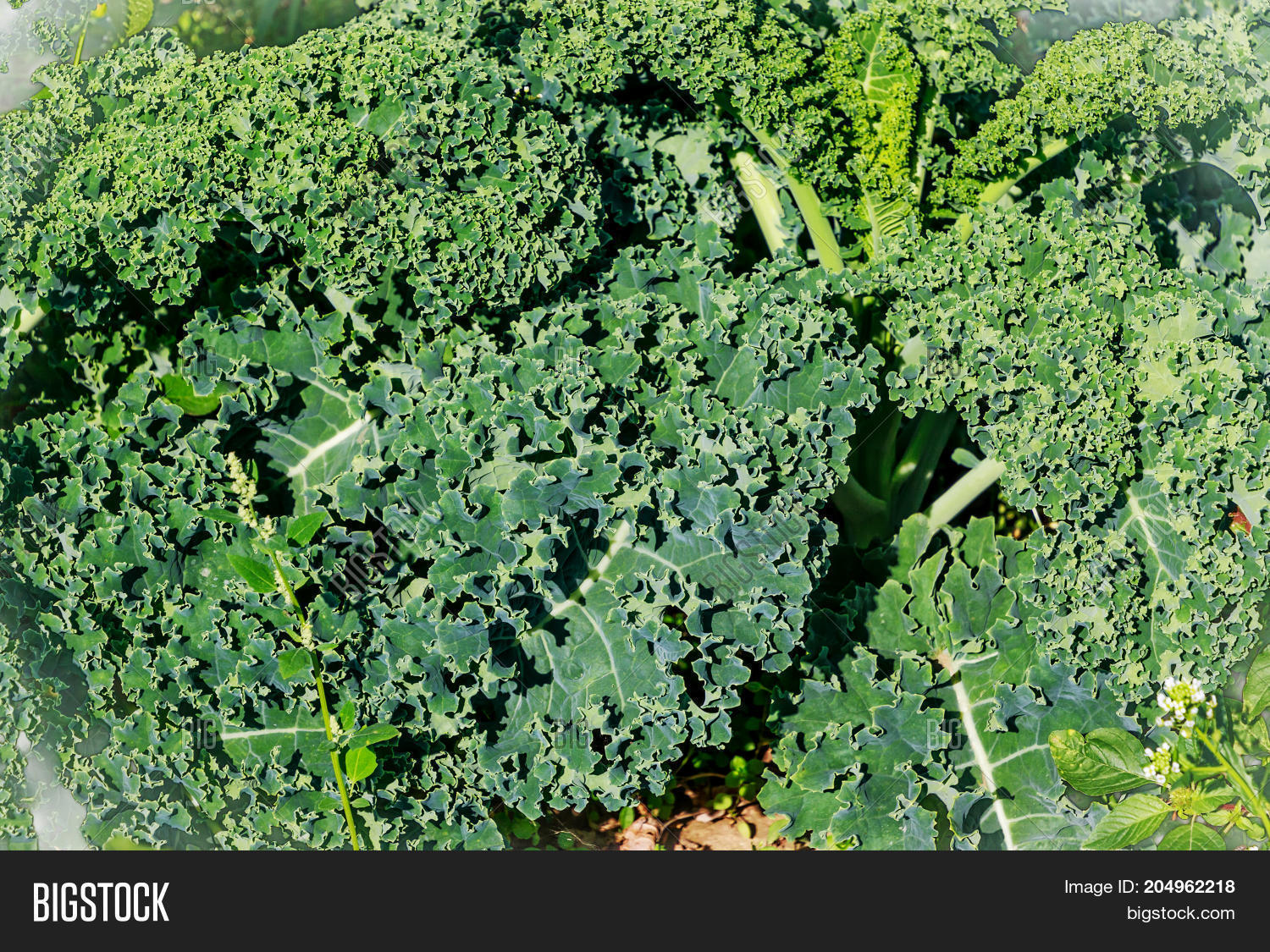 curly kale (brassica oleracea) plants in field