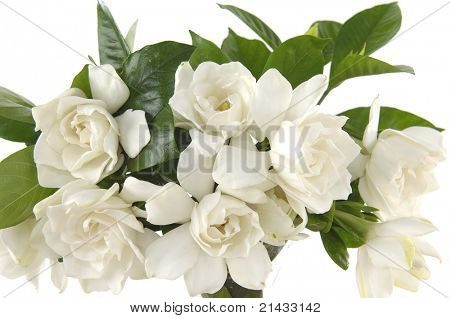 花束栀子植物离体上白色