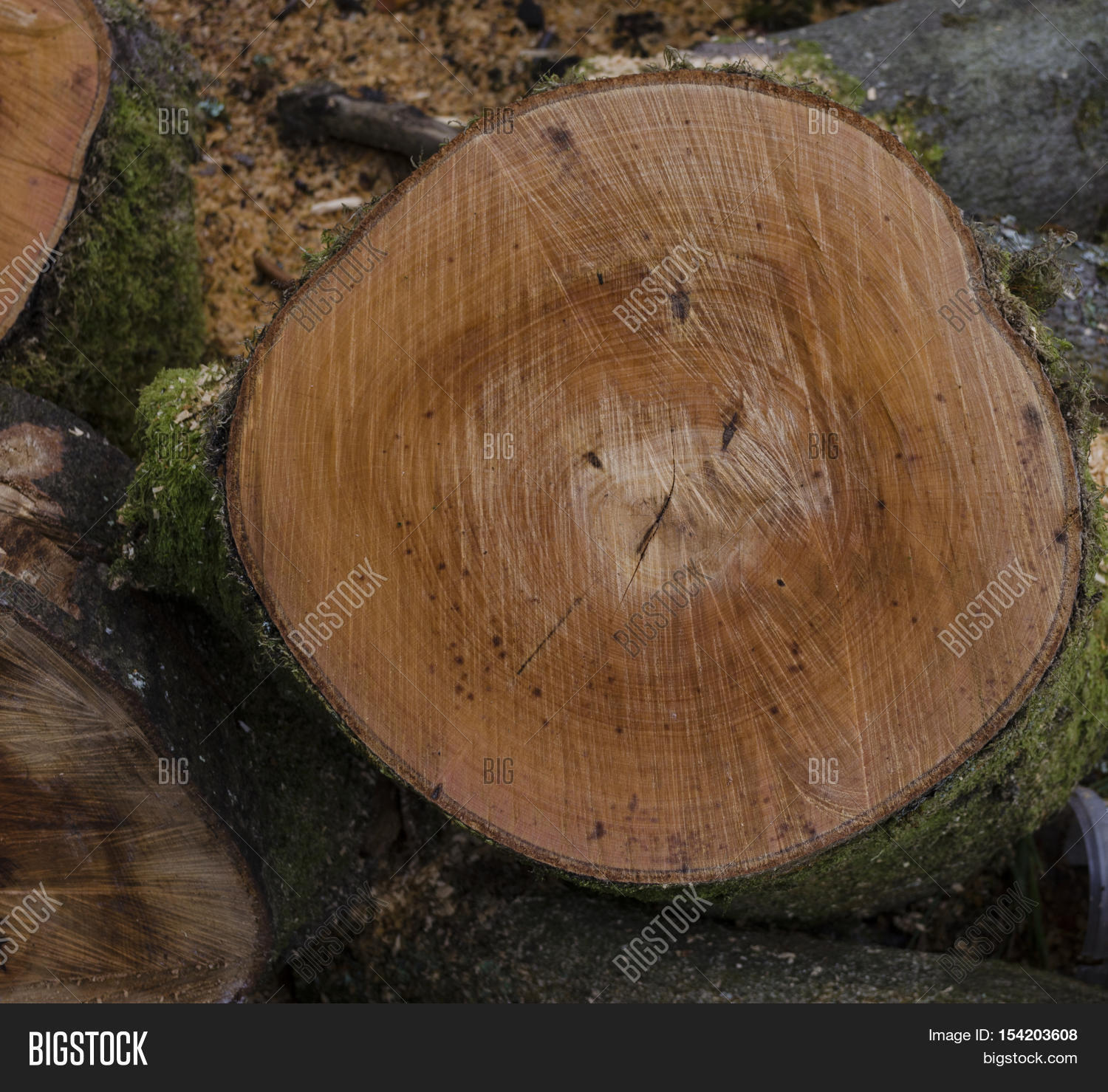 recently cut tree trunk showing rings and saw marks