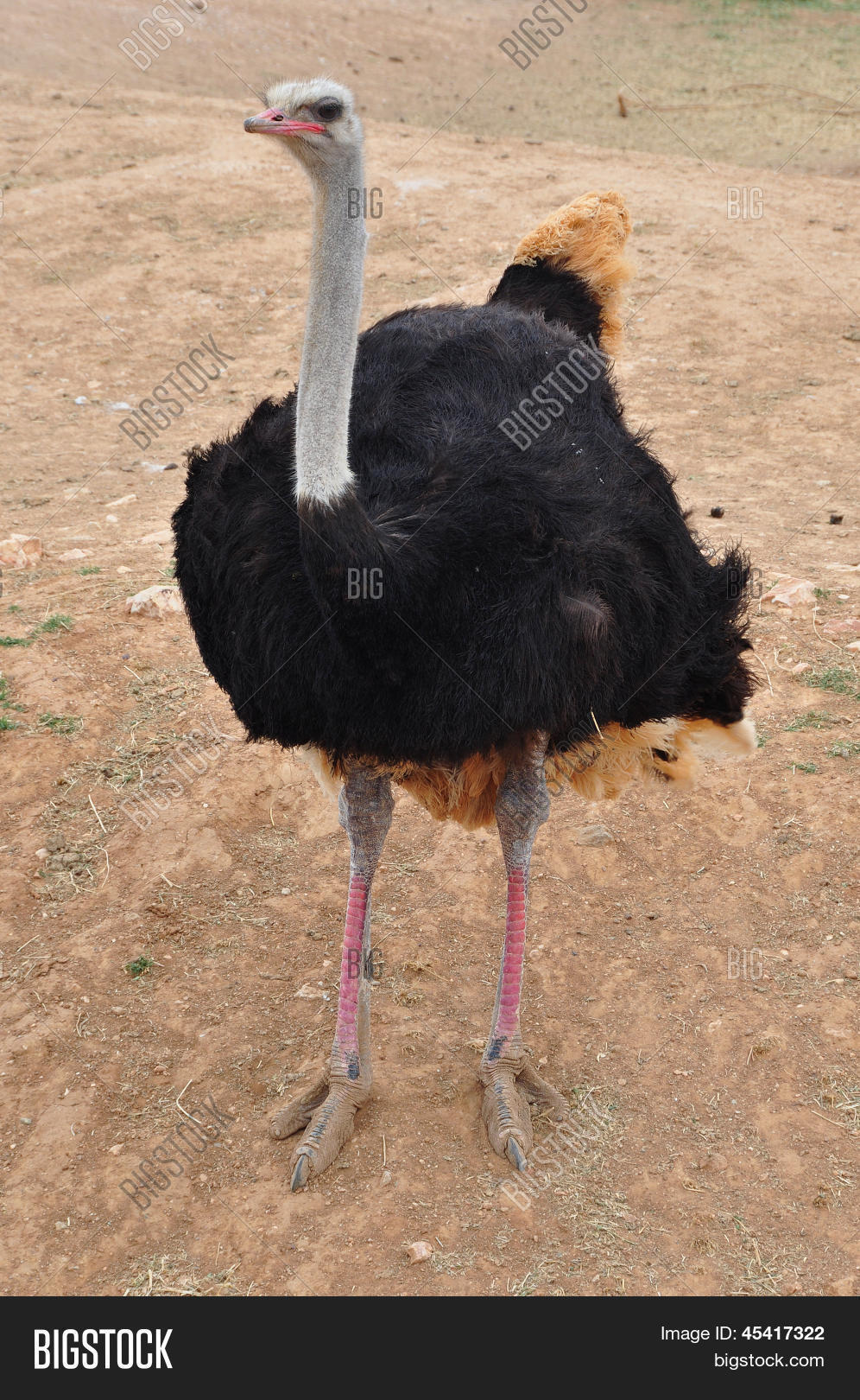 保存取消   保存 african wild ostrich large flightless bird with