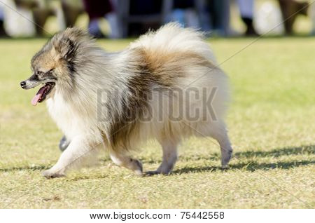 miniature german spitz