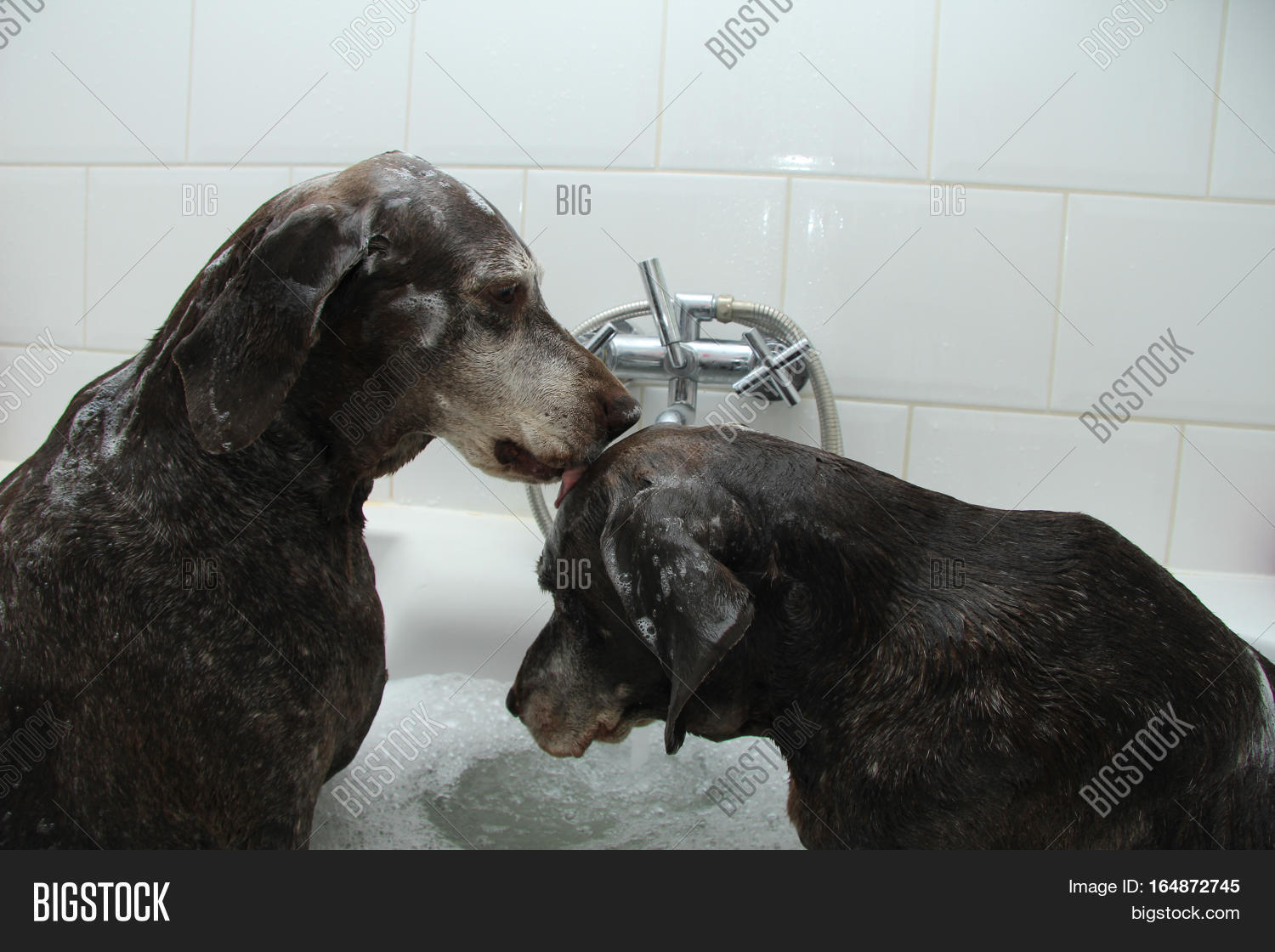 shorthaired pointer sisters at the age of 13 in the bathtub
