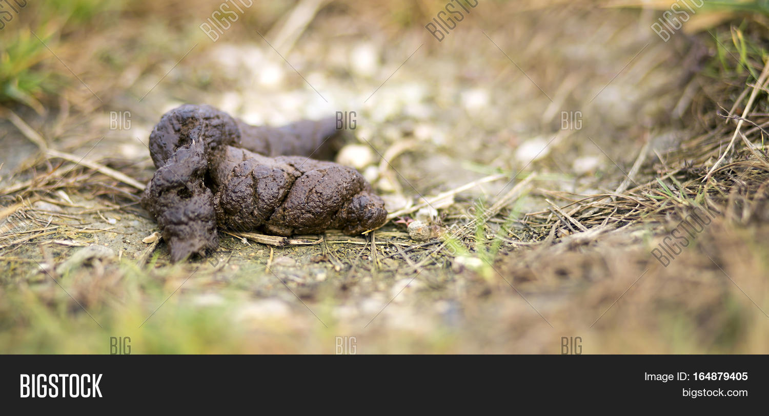 website banner of an unhygienic dog poop in a town park 库存照片