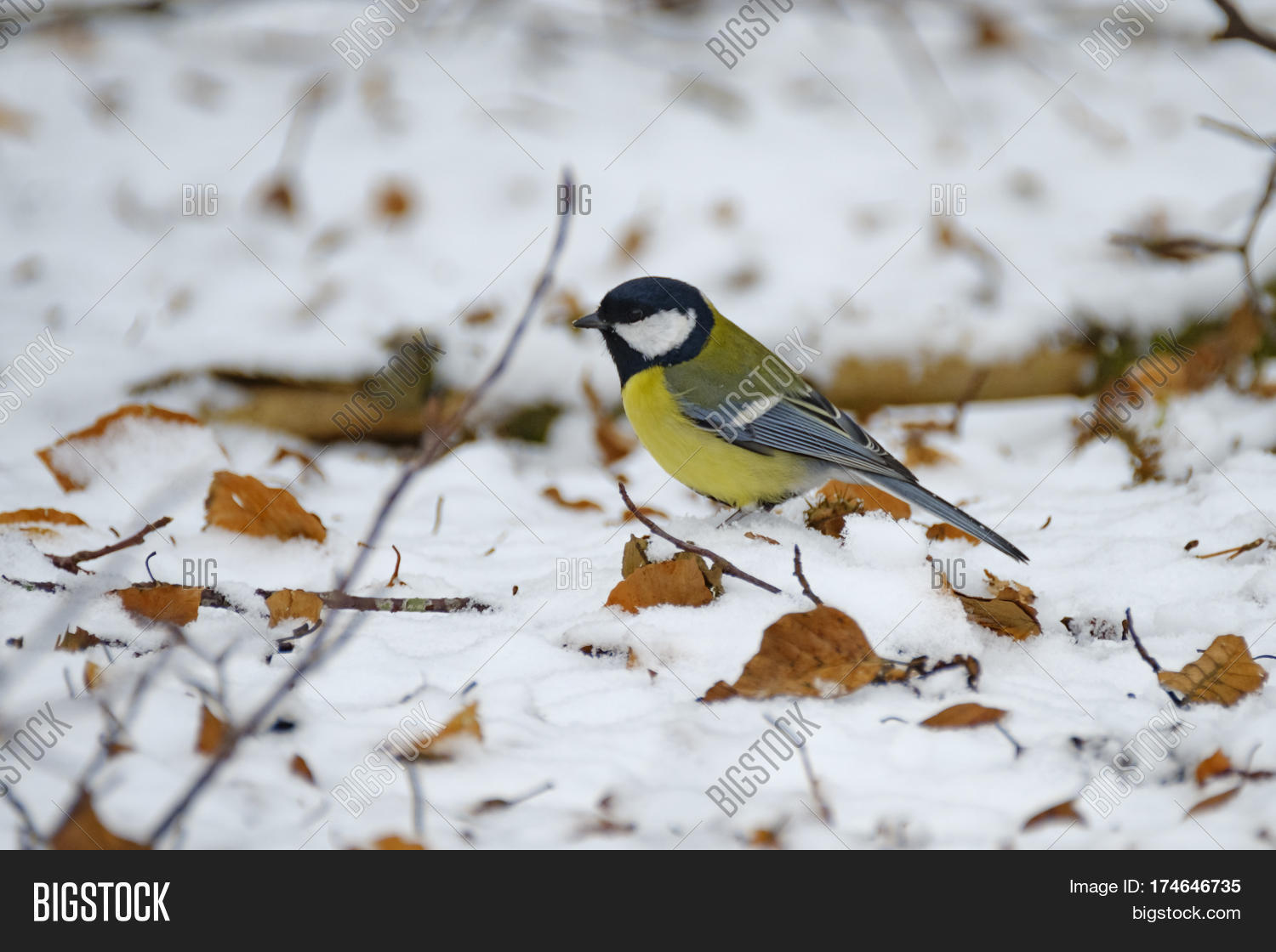a great tit (parus major) tries to find anything eatable in the