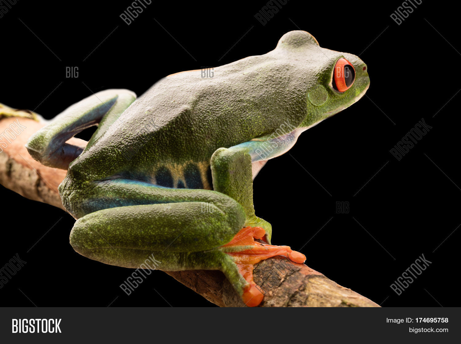 red eyed monkey tree frog at night in the light of the moon.