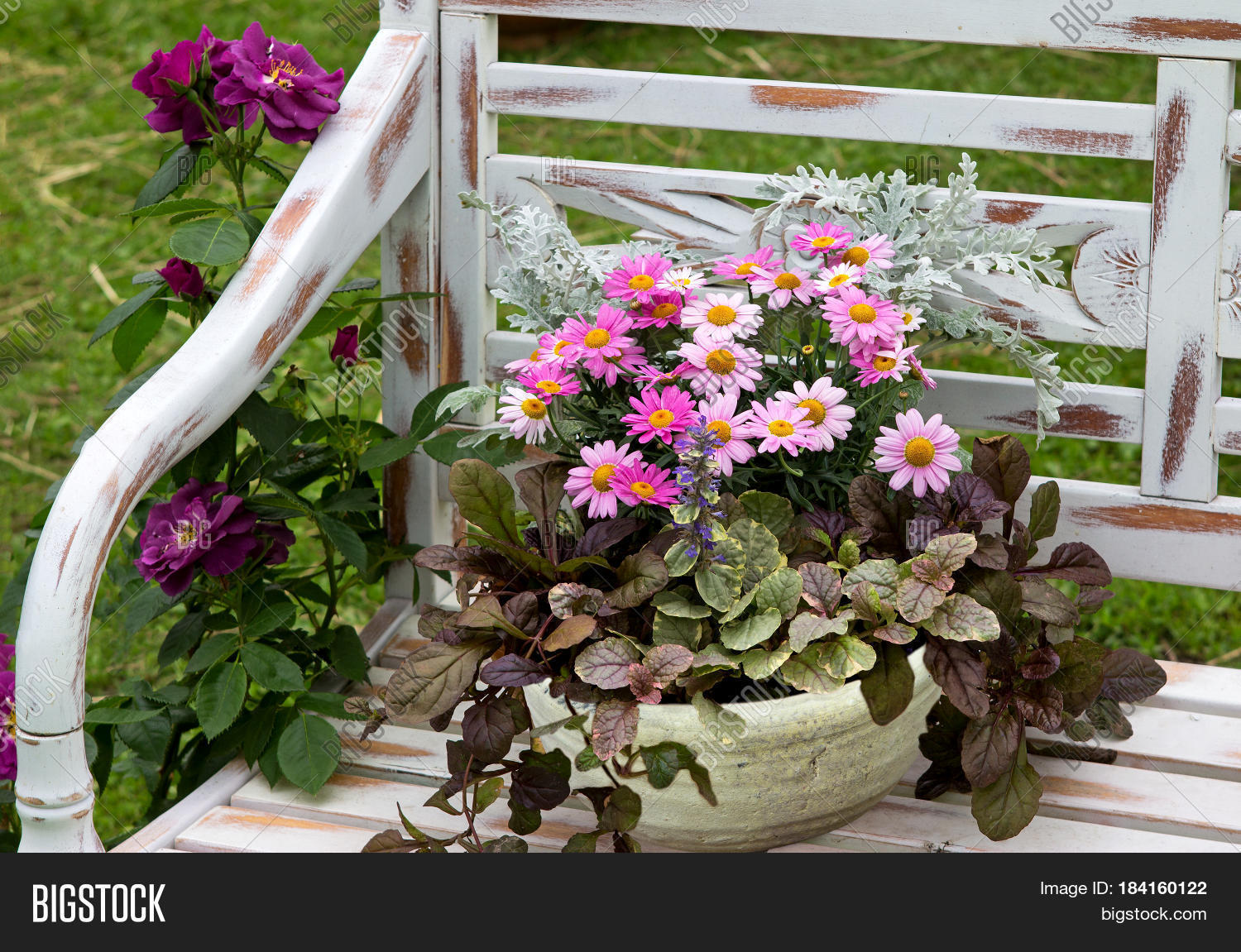 a earthen flowerpot with pink chrysanthemum and bugle weed.
