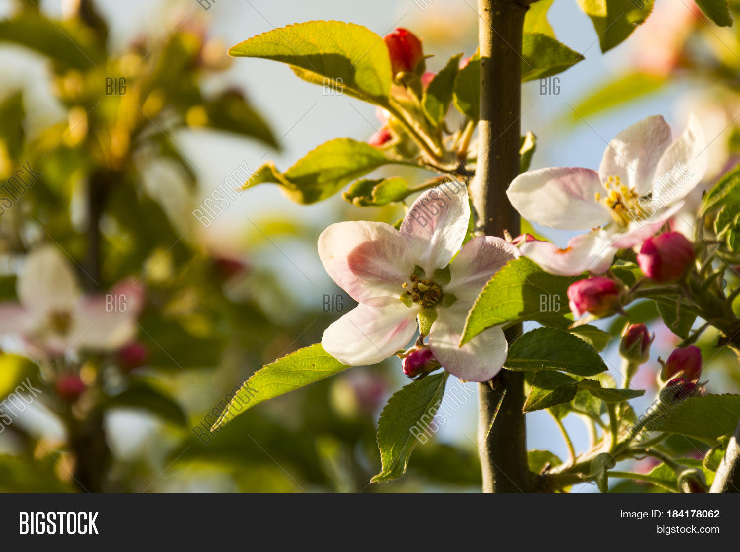 apple tree blossom with leaves before clear blue sky and blurry