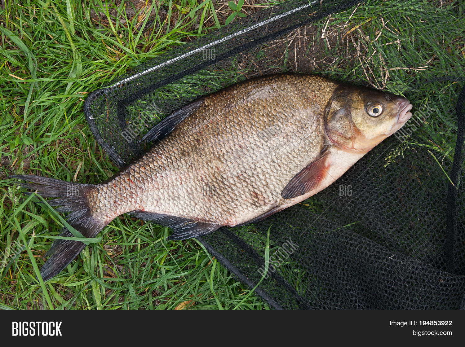 single freshwater fish common图片和照片 | bigstock