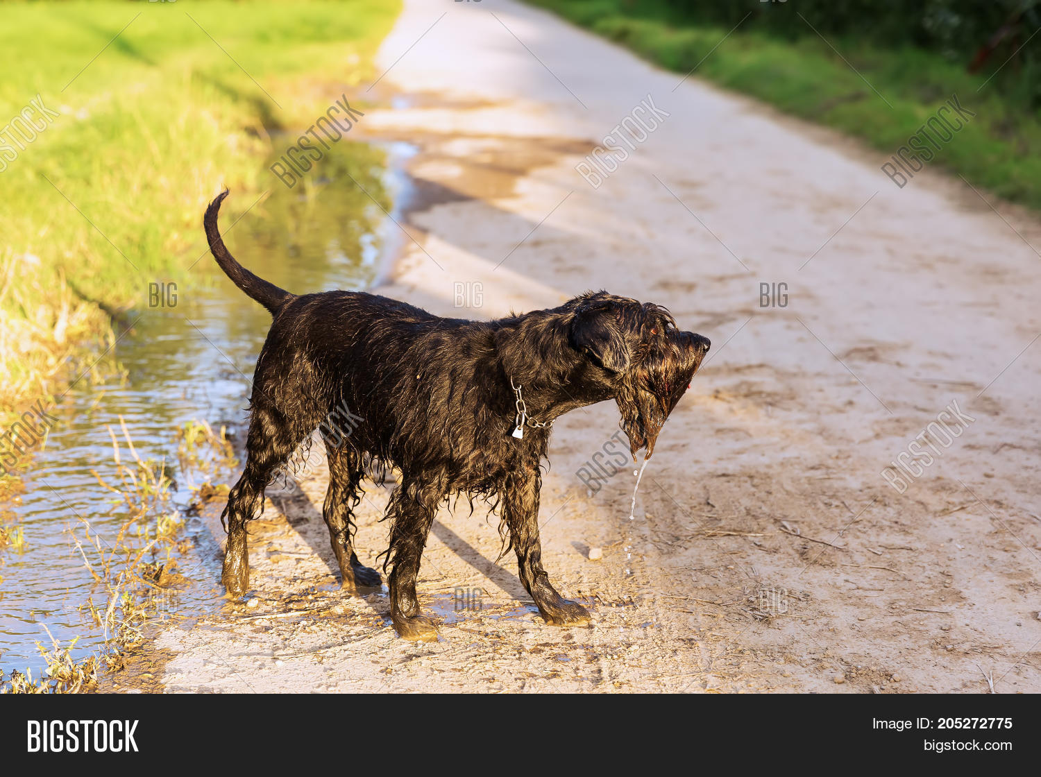 picture of a standard schnauzer dog who comes wet out of a