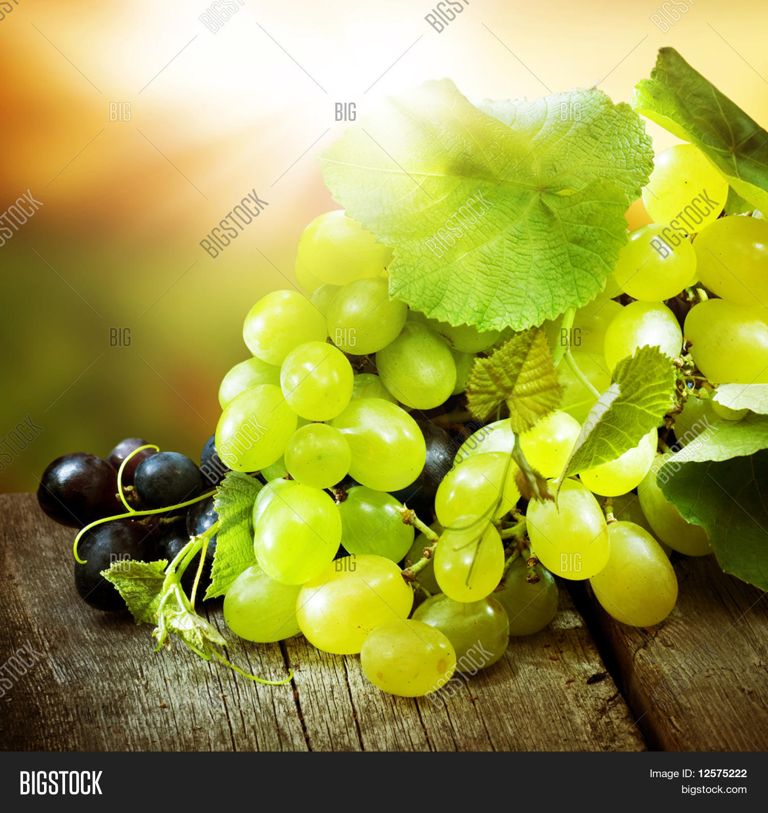 grapevine over vineyard background