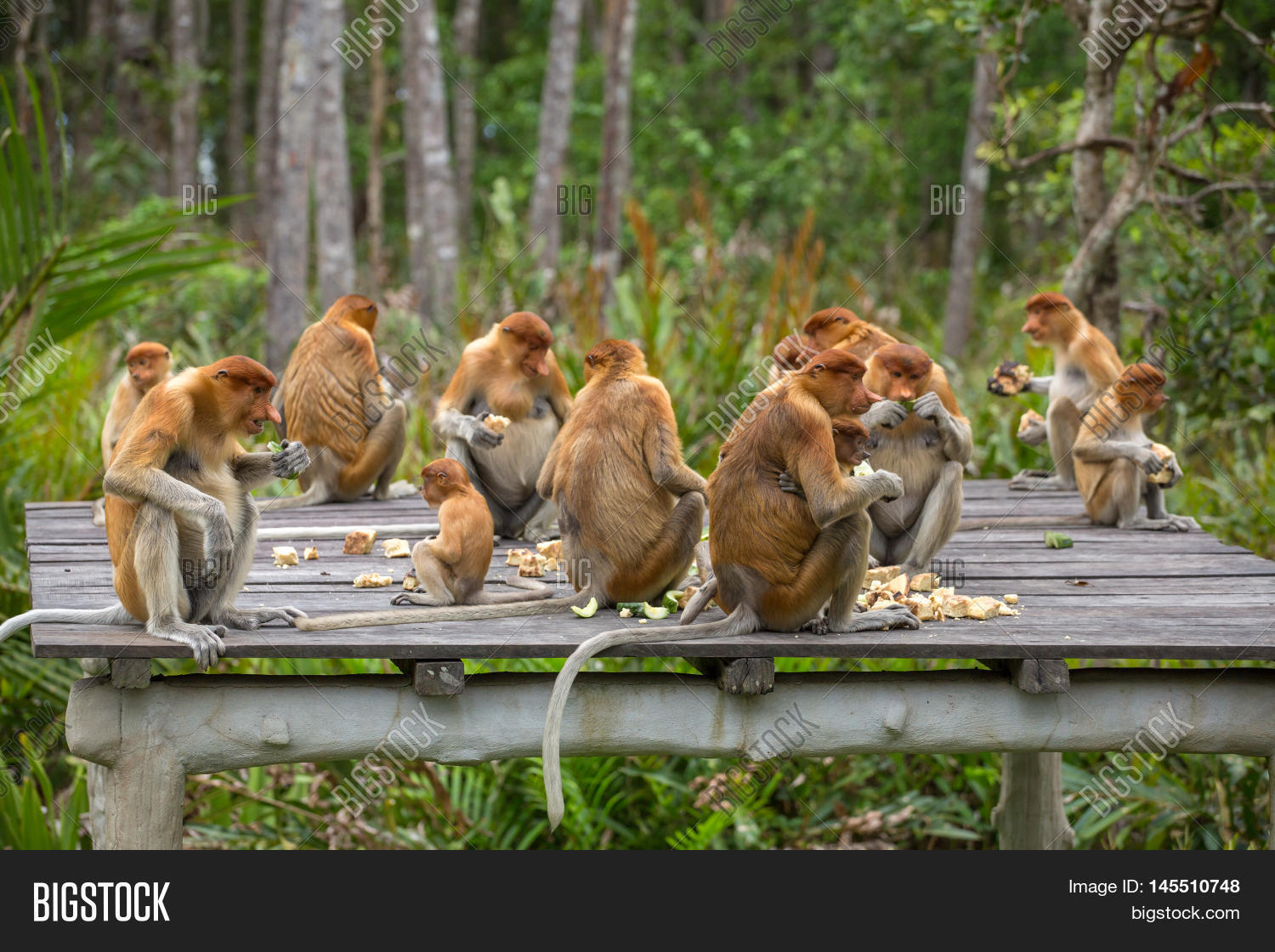 group of proboscis monkeys (nasalis larvatus) endemic of borneo