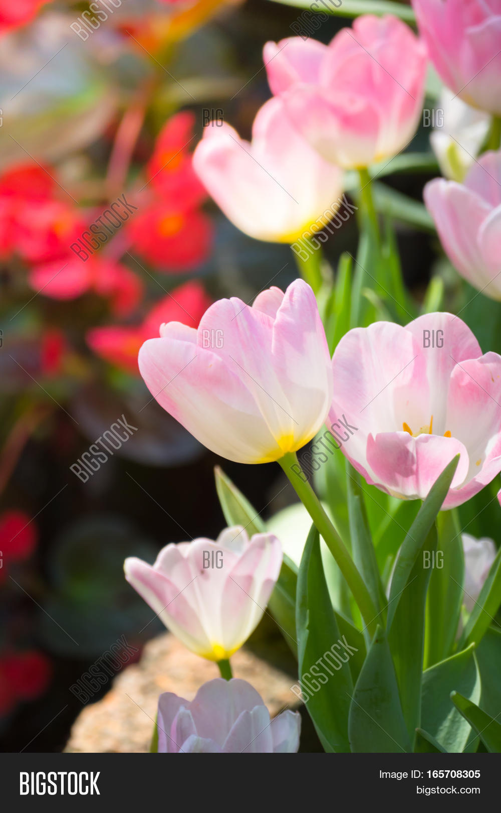 tulip. beautiful bouquet of tulips. colorful tulips.
