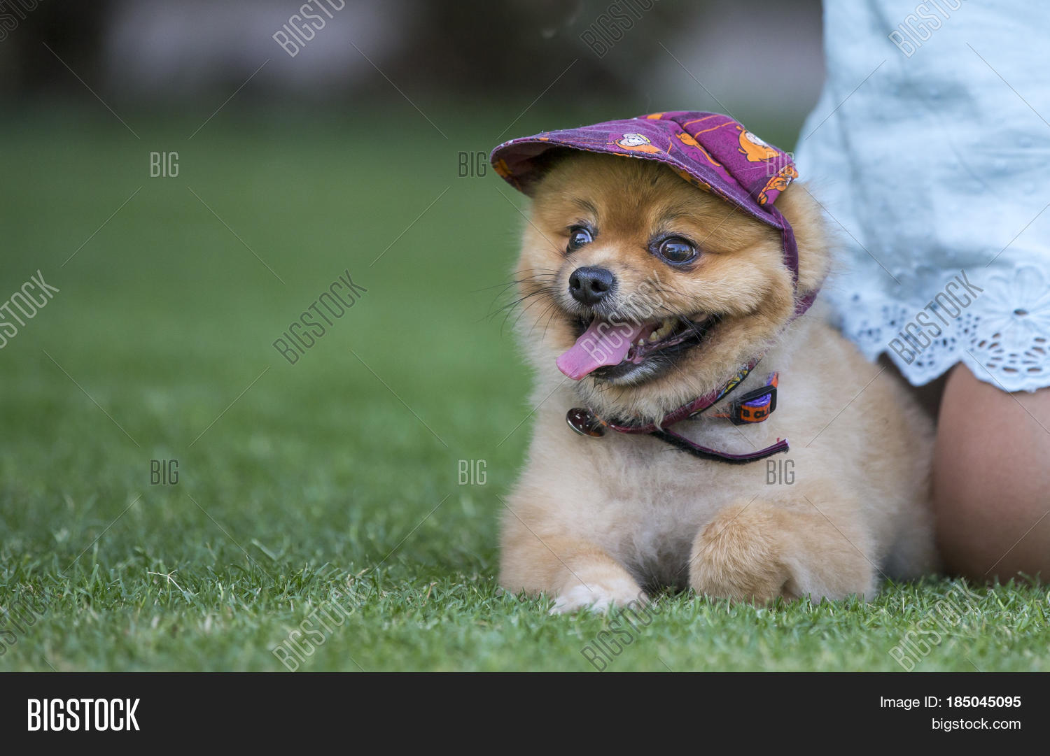 pomeranian pure bred dog with a hat