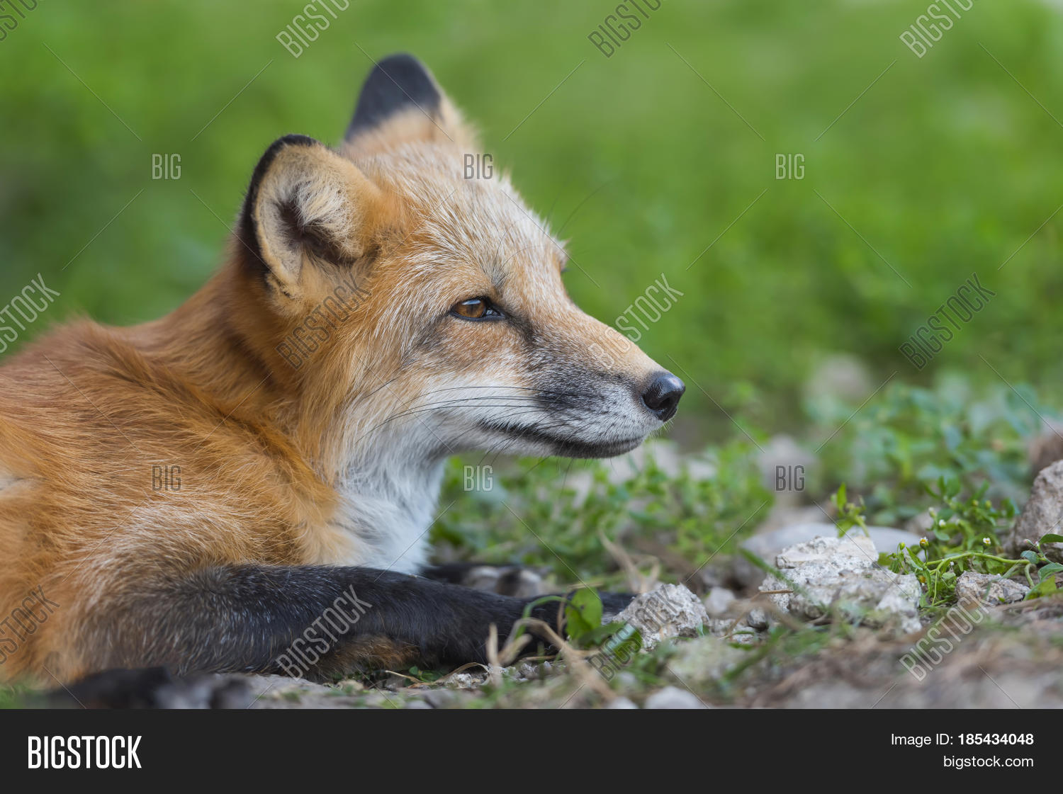 close portrait red fox in nature (vulpes vulpes)