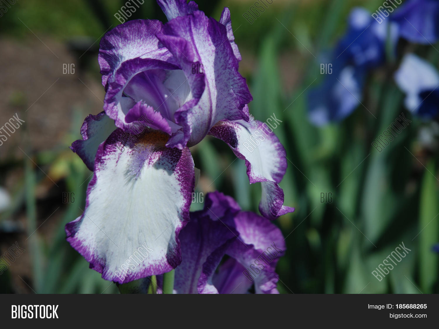 flowering purple and white bearded iris flower blossom.