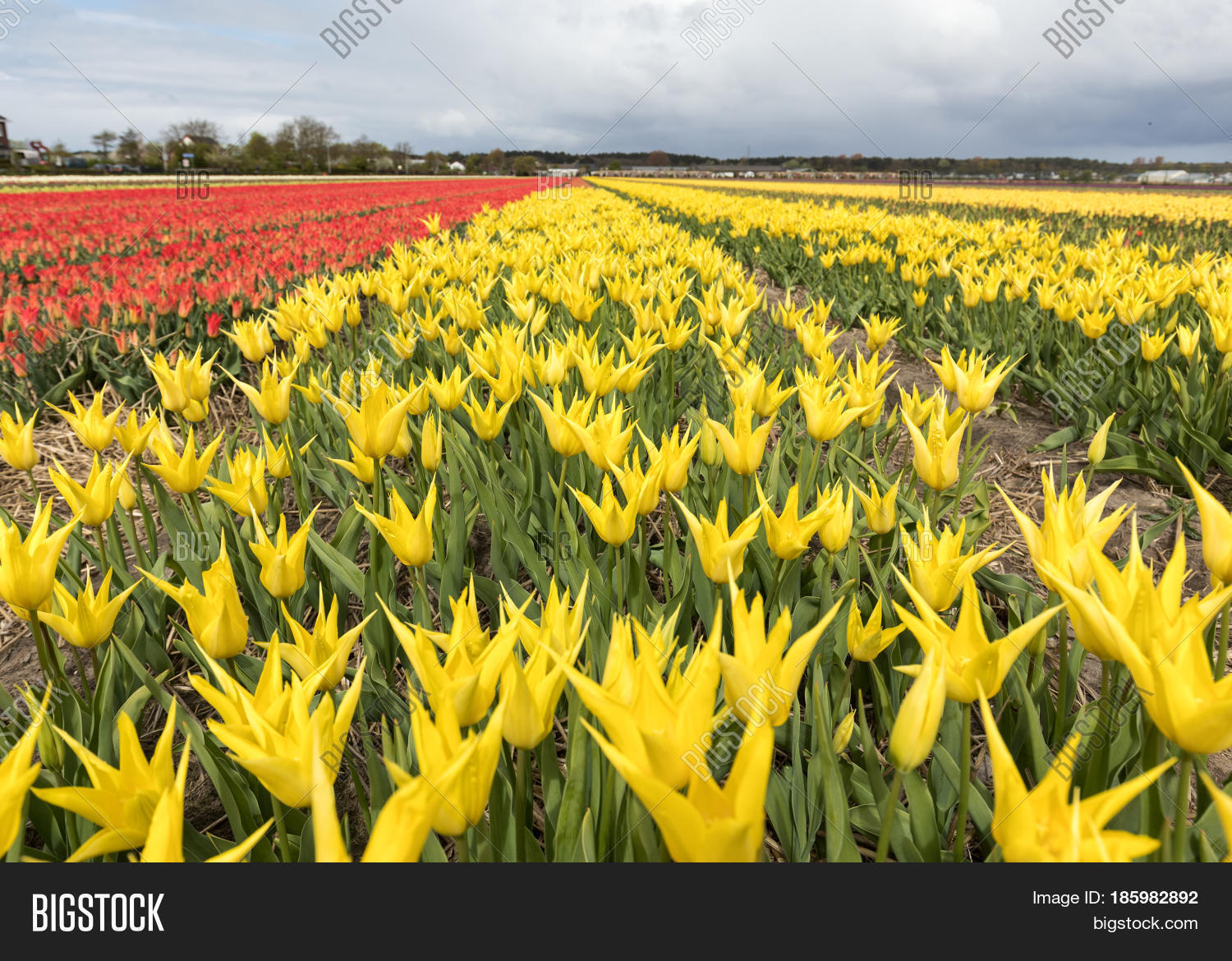 tulip fields in the bollenstreek south holland netherlands