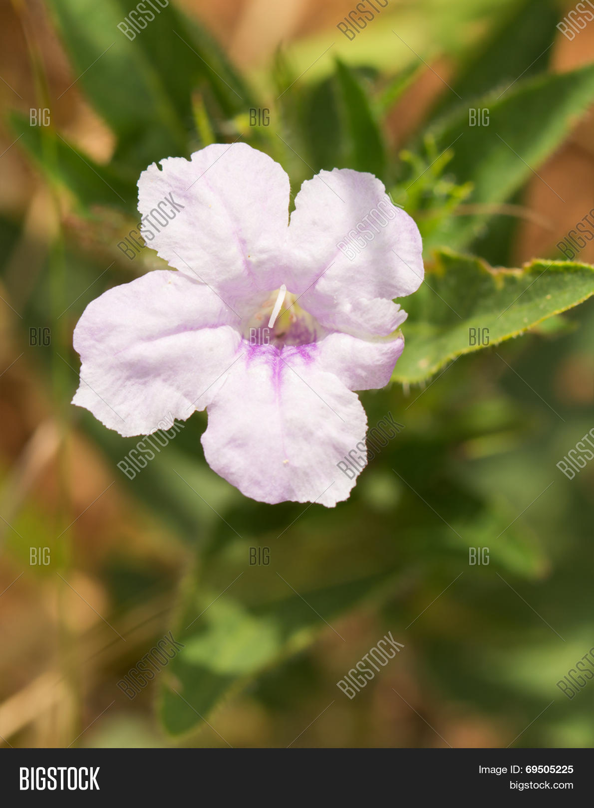 pale purple ruellia humilis, wild hairy petunia, growing in