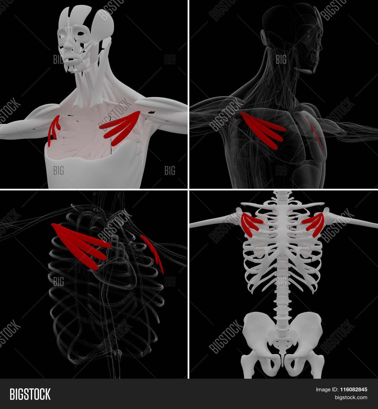 medical illustration of the pectoralis minor on dark background