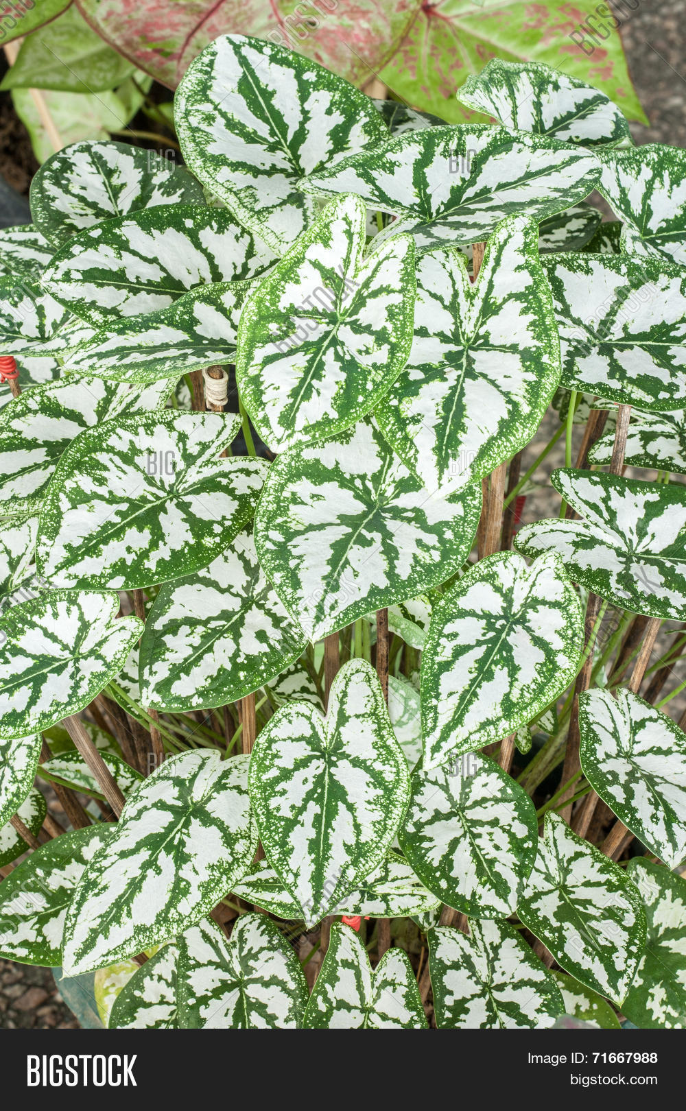 closeup of caladium leaf (queen of the leafy plant)