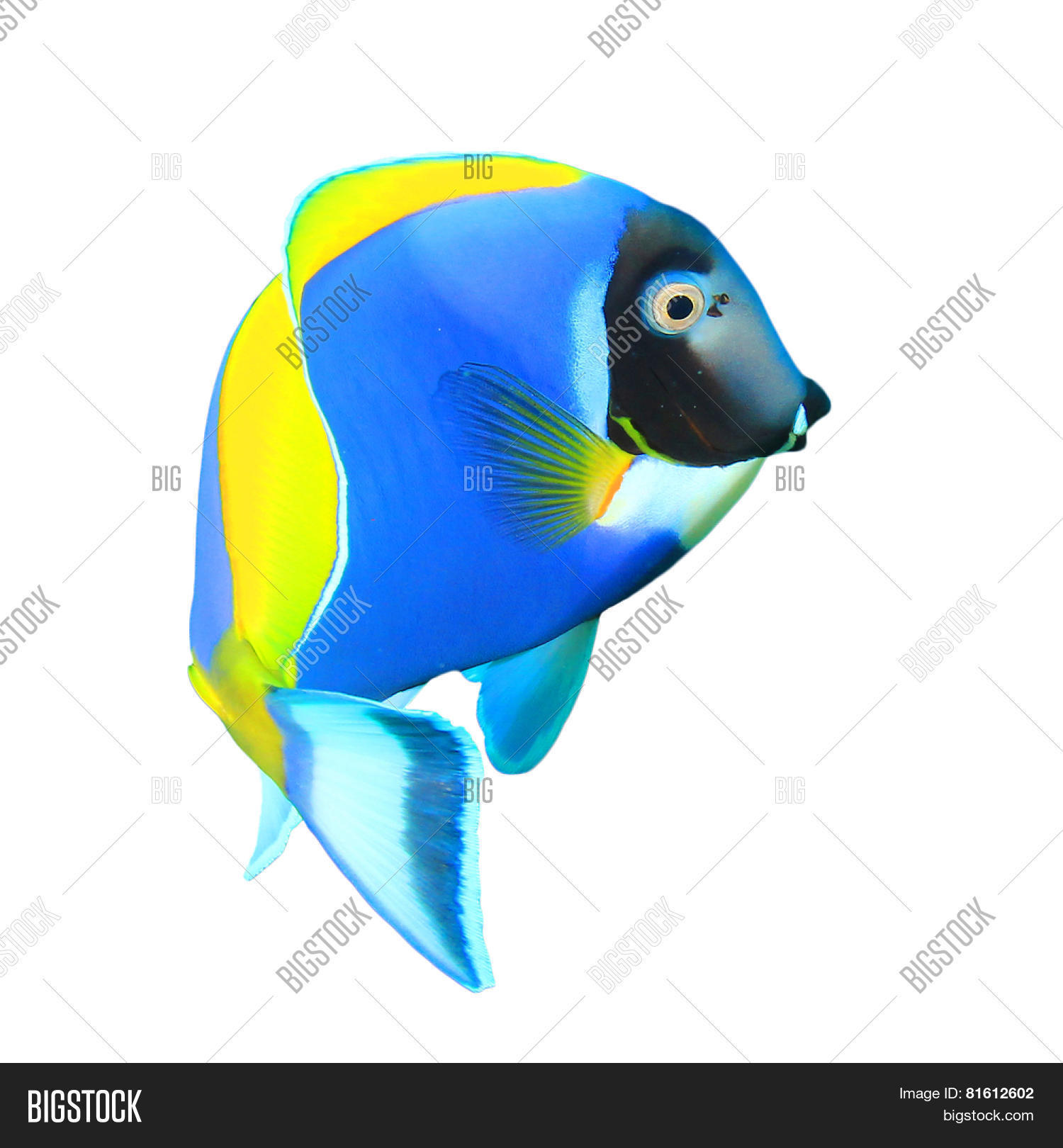 isolated on white background: powder blue surgeonfish (dory fish