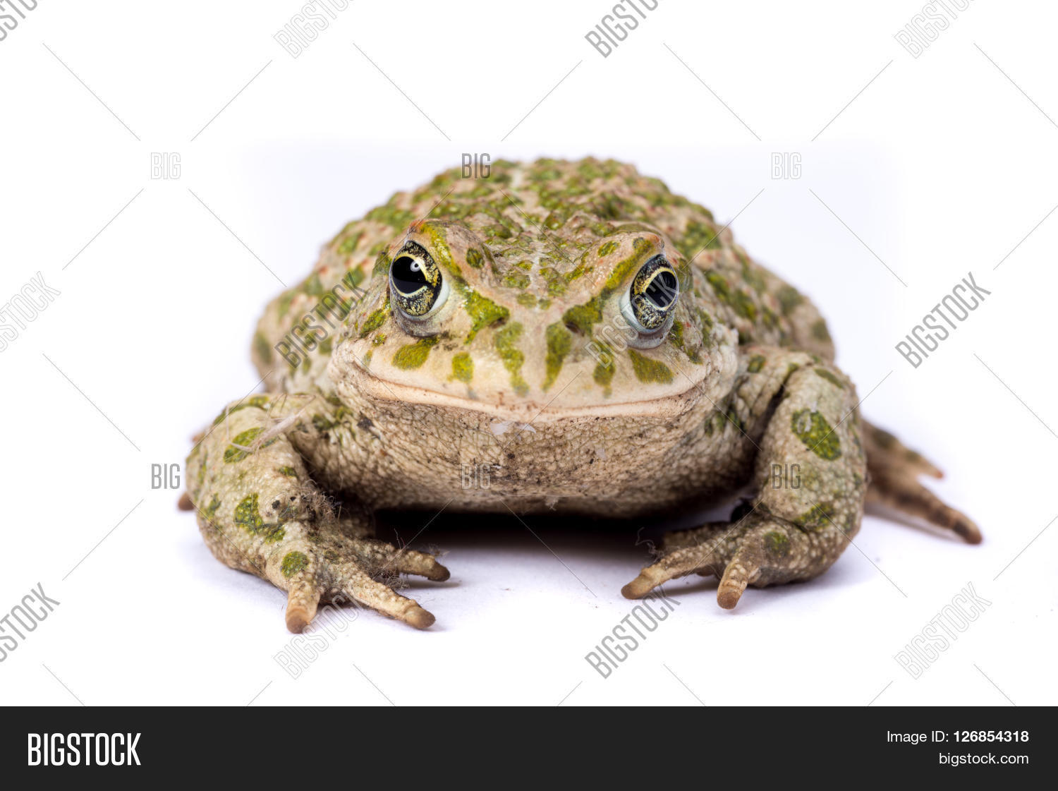 emerald toad isolated on a white background