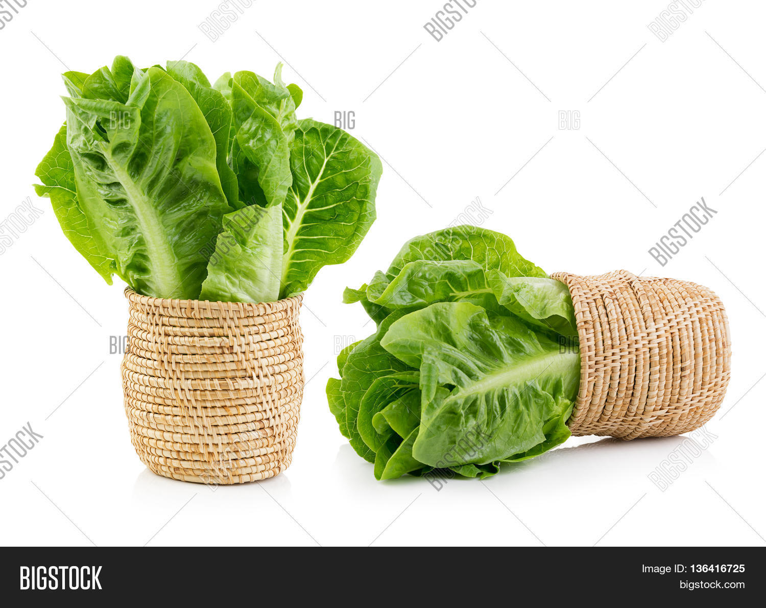 closeup fresh cos (lettuce) on white background