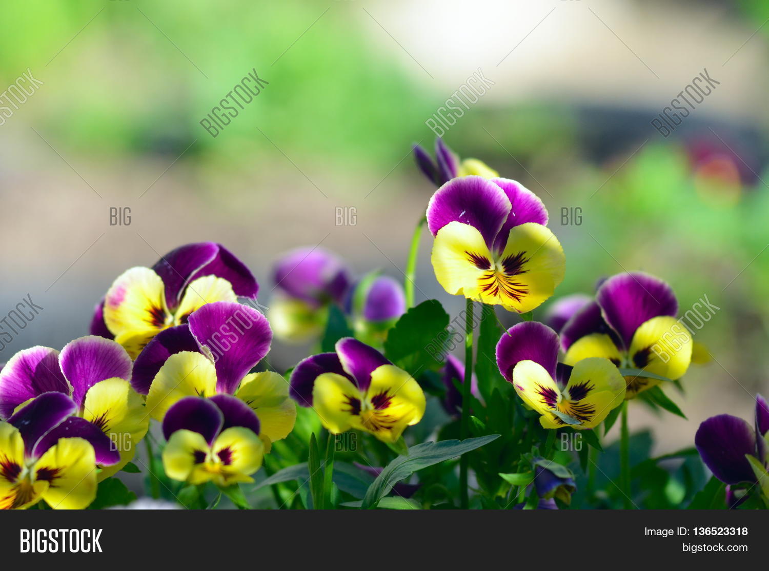 pansies in a summer garden