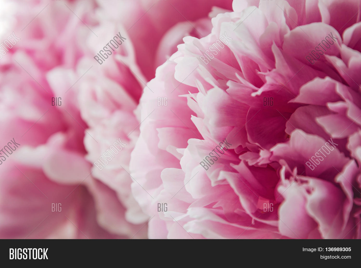 beautiful fresh pink peony flower on pink floral background.