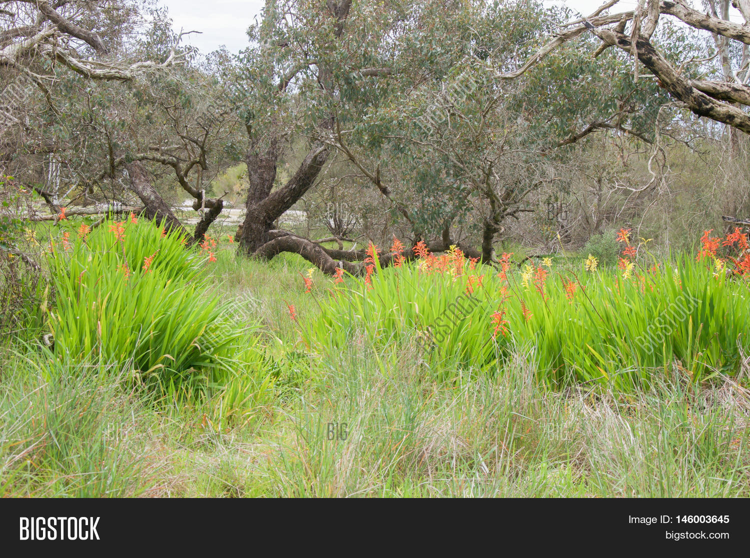 colourful wildflowers and grasses with lush greenery in bushland