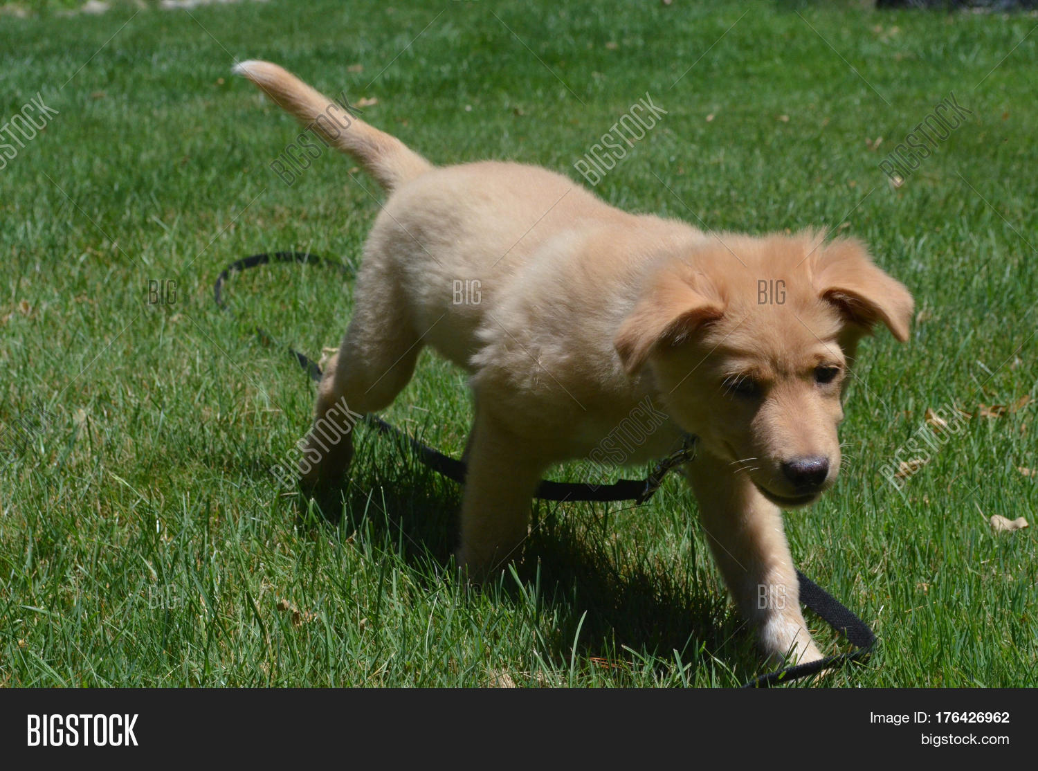 sweet faced little red duck puppy dog walking through grass.