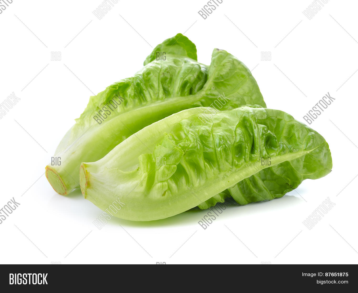 fresh lettuce (baby cos) on white background